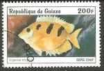 Stamps Guinea -  SIGANUS  TRISPILOS