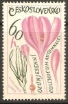 Stamps : Europe : Czechoslovakia :  COLCHICUM   AUTUMNALE.   PLANTA   MEDICINAL