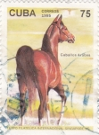 Sellos de America - Cuba -  Caballo Arabe