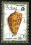 Stamps America - Belize -  Conus Spurius Gmelin