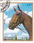 Sellos del Mundo : Asia : Emiratos_�rabes_Unidos : SHARJAH- Caballo de Raza