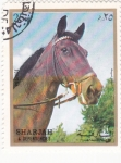 Stamps United Arab Emirates -  SHARJAH- Caballo de Raza