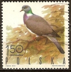 Stamps Poland -  Paloma torcaz.