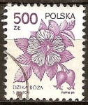 Stamps Poland -  El perro se levantó (rosa canina).
