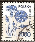 Stamps Poland -  Aciano (Centaurea cyanus).