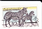 Stamps Czechoslovakia -  Cebras