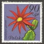Stamps Poland -  2599 - Flor de cactus, epiphyllopsis gaertneri