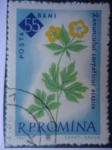 Stamps : Europe : Romania :  Bani- Ranunculus Carpaticus herbich.