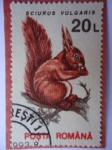 Stamps : Europe : Romania :  Sciurus Vulgaris
