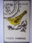 Stamps : Europe : Romania :  Oriolus Oriolus