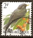 Stamps : Europe : Belgium :  Mirlo común (Turdus merula).
