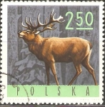 Stamps Poland -  CIERVO   ROJO
