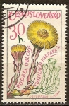 Stamps : Europe : Czechoslovakia :  Plantas Medicinales,(Uña de caballo).