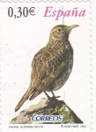 Stamps Spain -  FAUNA- ALONDRA RICOTÍ