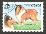 Sellos de America - Cuba -  Perro de raza