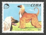 Stamps Cuba -  Perro de raza, lebrel afgano