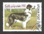Sellos de Asia - Afganistn -  Perro de raza