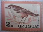 Stamps : America : Uruguay :  Zorzal