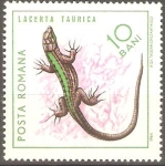Stamps Romania -  REPTILES.  LACERTA  TAURICA.