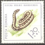 Stamps Romania -  REPTILES.  VIPERA  URSINII  RAKOSIENSIS.