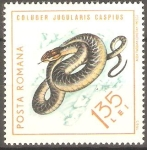 Stamps Romania -  REPTILES.  COLUBER  JUGULARIS  CASPIUS.
