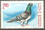 Stamps Romania -  AVES.  PORUMBEL  CÀLATOR  SPORT.
