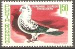 Stamps Romania -  AVES.  PORUMBEL  JUCÀTOR  TIMISOREAN.