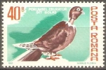 Stamps Romania -  AVES.  PORUMBEL  ZBURÀTOR  GIT  GOLAS.