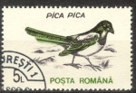 Stamps Romania -  4065 - Pájaro pica pica