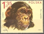Stamps Poland -  PAN  TROGLODYTES