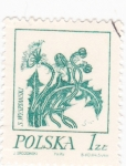 Stamps Poland -  FLORA