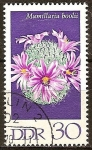 Stamps Germany -  Mamillaria boolii (DDR).