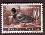 Stamps : Europe : Yugoslavia :  Anás Platyrhyncha