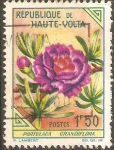 Stamps Burkina Faso -  FLORES.  PORTULACA  GRANDIFLORA.  