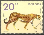 Stamps Poland -  GUEPARDO