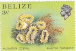 Stamps Belize -  FLOWER CORAL- Eusmilia fastigiata