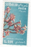 Stamps Africa - Somalia -  FLORA- ADENIUM SOMALENSE