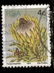 Stamps South Africa -  PROTEA LONGIFELIA