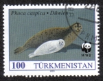 Stamps Asia - Turkmenistan -  Phoca caspica