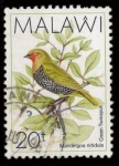 Stamps Africa - Malawi -  Mandingoa Nitidula