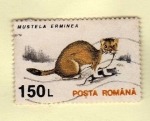 Stamps Romania -  Scott 3843. Mustela Ermitea.