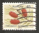 Stamps : Oceania : Australia :  577 - Flor callistemon teretifolius