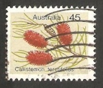 Stamps Australia -  577 - Flor callistemon teretifolius