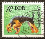 Stamps Germany -  Perros-Airedale Terrier (DDR).
