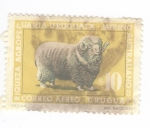 Stamps Uruguay -  Riqueza agropecuaria. Merino australiano
