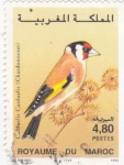 Stamps Morocco -  CARDUELIS