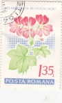 Stamps Romania -  FLORES- PELARGONIUM PELTATUM HORT