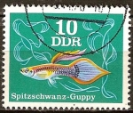 Stamps Germany -  Peces ornamentales-Guppy cola afilada(DDR).