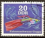Stamps Germany -  Peces ornamentales-Guppy cola flag(DDR).