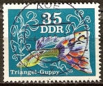 Stamps Germany -  Peces ornamentales-Guppy triángulo(DDR).